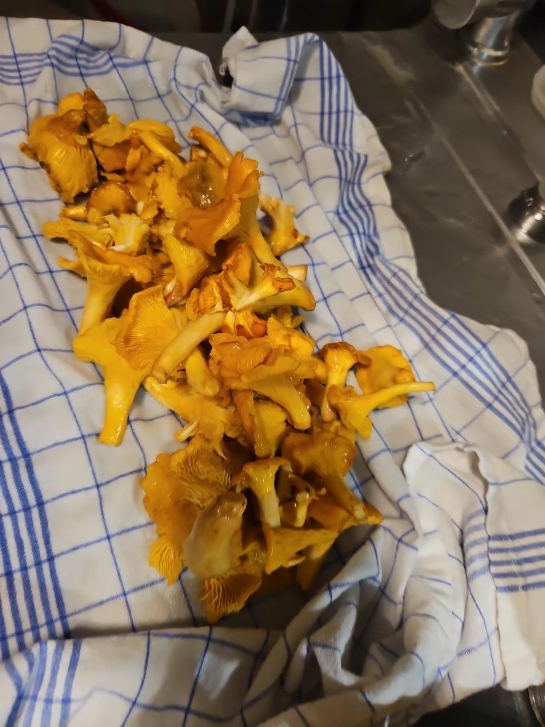 Champignons déposés sur un torchon dans la cuisine
